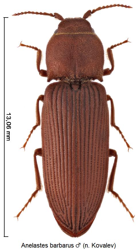 anelastes_barbarus_m_hab.jpg