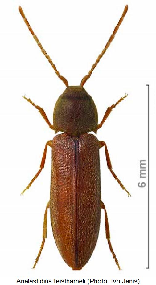 anelastidius_feisthameli_hab1.jpg