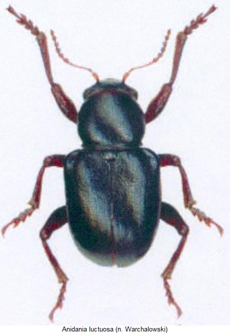 anidania_luctuosa_hab.jpg