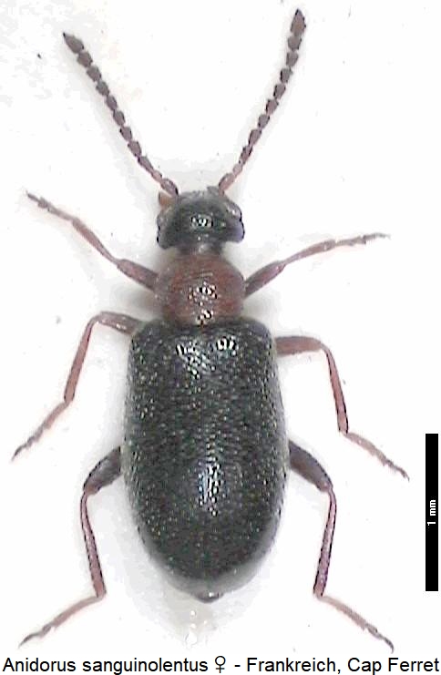 anidorus_sanguinolentus_hab.jpg