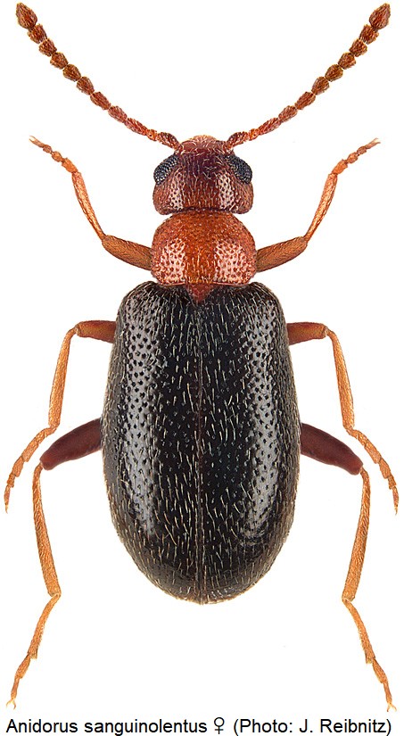 anidorus_sanguinolentus_rbn.jpg