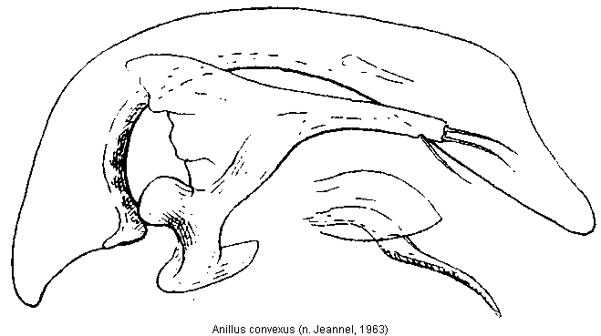 anillus_convexus.gif