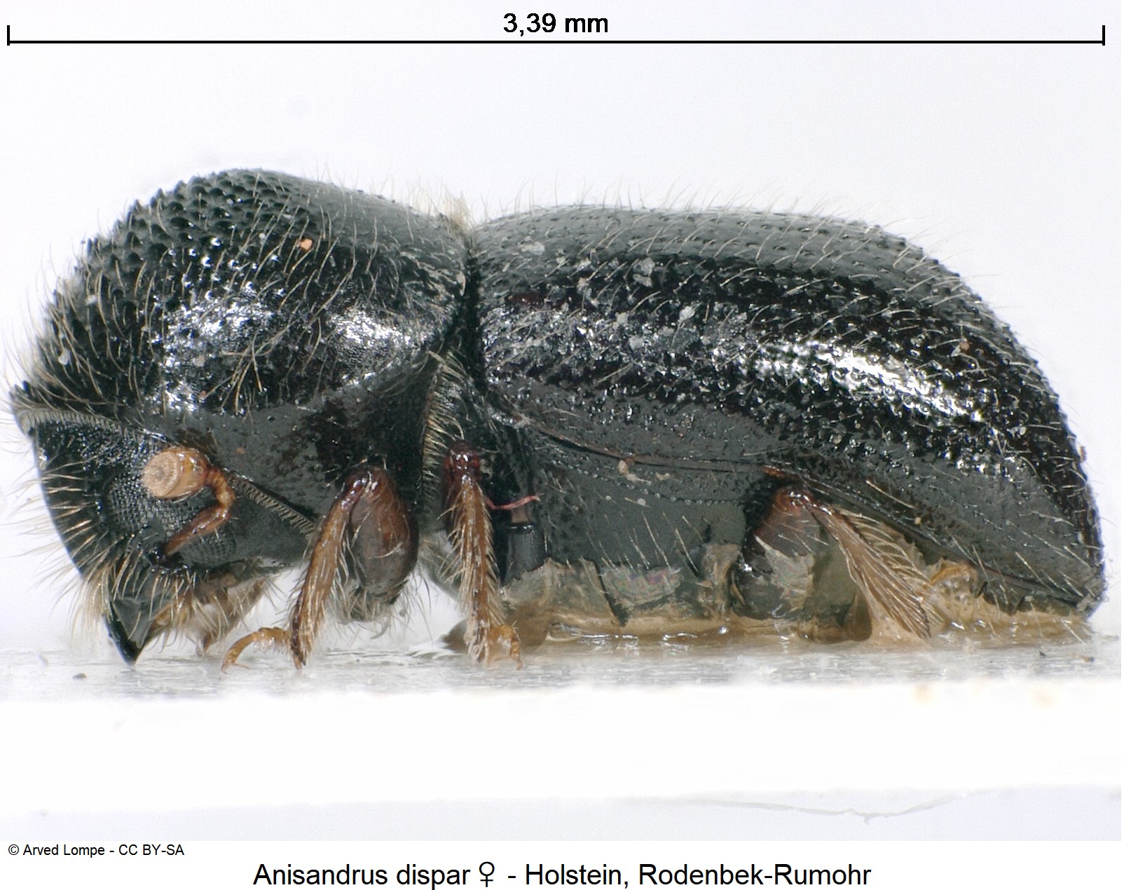 anisandrus_dispar_w_ck13030_sa.jpg