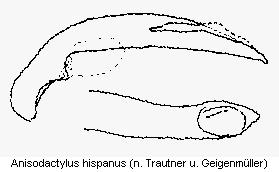 anisodactylus_hispanus_.jpg