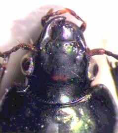 anisodactylus_kopf.jpg