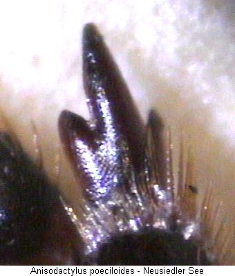 anisodactylus_poeciloides_vschn.jpg