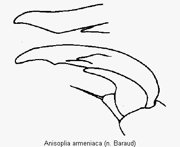 anisoplia_armeniaca_vtr.gif