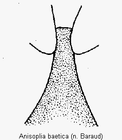 anisoplia_baetica.gif