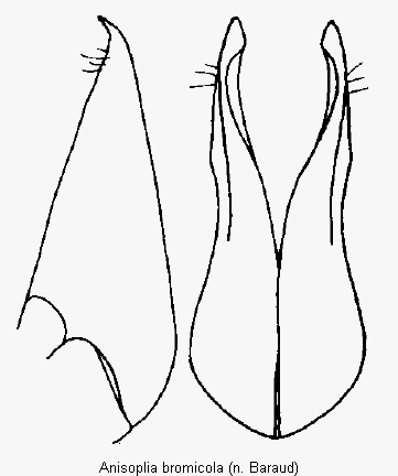 anisoplia_bromicola_pm.gif