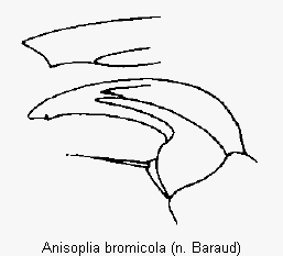 anisoplia_bromicola_vtr.gif