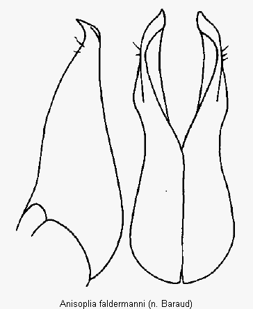 anisoplia_faldermanni_pm.gif