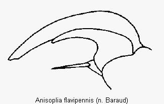 anisoplia_flavipennis_vtr.gif