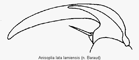 anisoplia_lamiensis_vtr.gif
