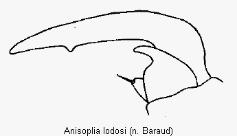 anisoplia_lodosi_vtr.gif
