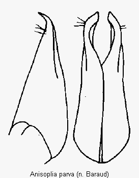 anisoplia_parva_pm.gif