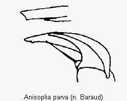 anisoplia_parva_vtr.gif