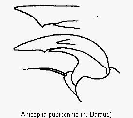 anisoplia_pubipennis_vtr.gif