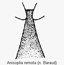 anisoplia_remota.gif