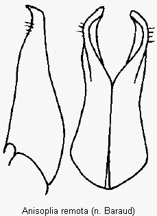anisoplia_remota_pm.gif