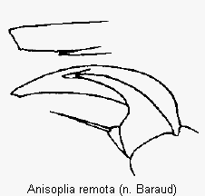 anisoplia_remota_vtr.gif