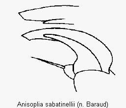 anisoplia_sabatinellii_vtr.gif