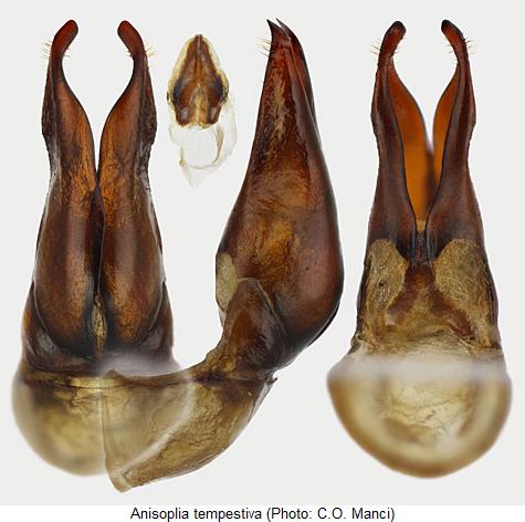anisoplia_tempestiva.jpg