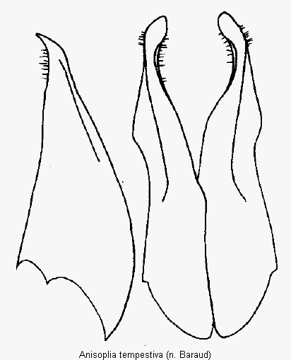 anisoplia_tempestiva_pm.gif