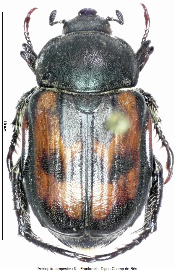 anisoplia_tempestiva_w_hab.jpg
