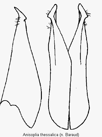 anisoplia_thessalica_pm.gif