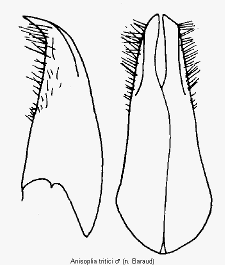 anisoplia_tritici_pm.gif
