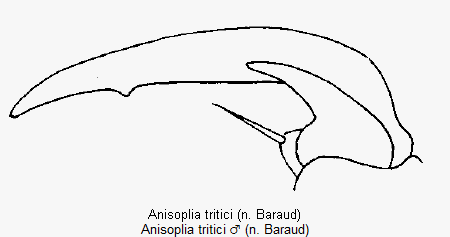 anisoplia_tritici_vtr.gif