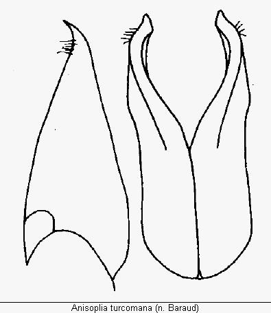 anisoplia_turcomana_pm.gif