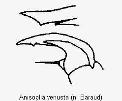 anisoplia_venusta_vtr.gif