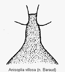 anisoplia_villosa.gif
