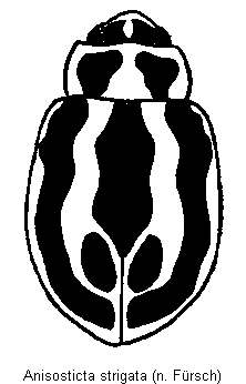 anisosticta_strigata_hab.gif