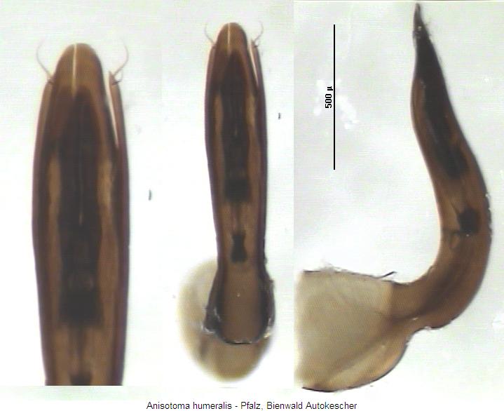 anisotoma_humeralis.jpg