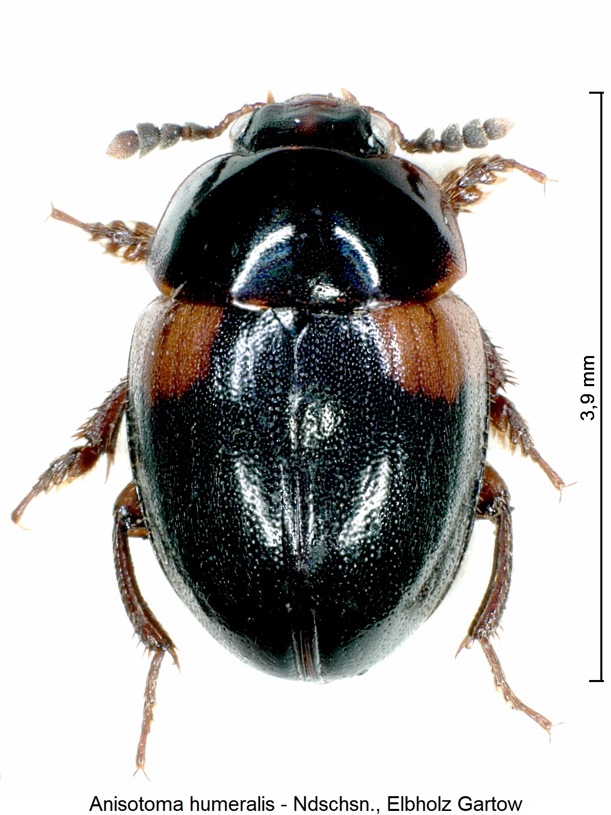 anisotoma_humeralis_hab.jpg