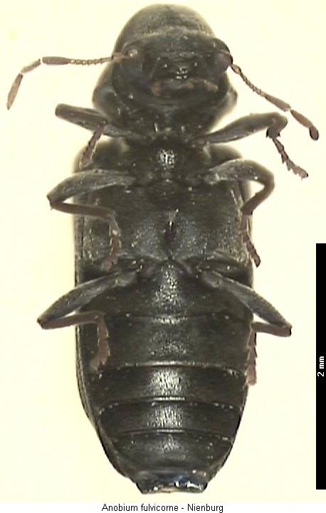 anobium_fulvicorne_us.jpg