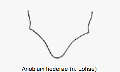 anobium_hederae_ter.gif