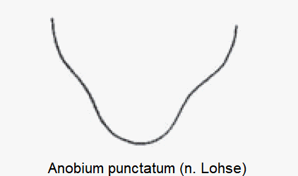 anobium_punctatum_ter.gif