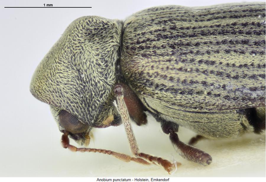 anobium_punctatum_vk.jpg