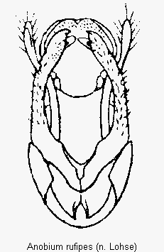 anobium_rufipes.gif