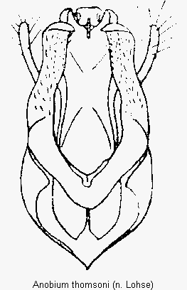anobium_thomsoni.gif