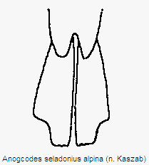 anogcodes_alpina_hlb.gif