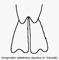 anogcodes_azureus_hlb.gif