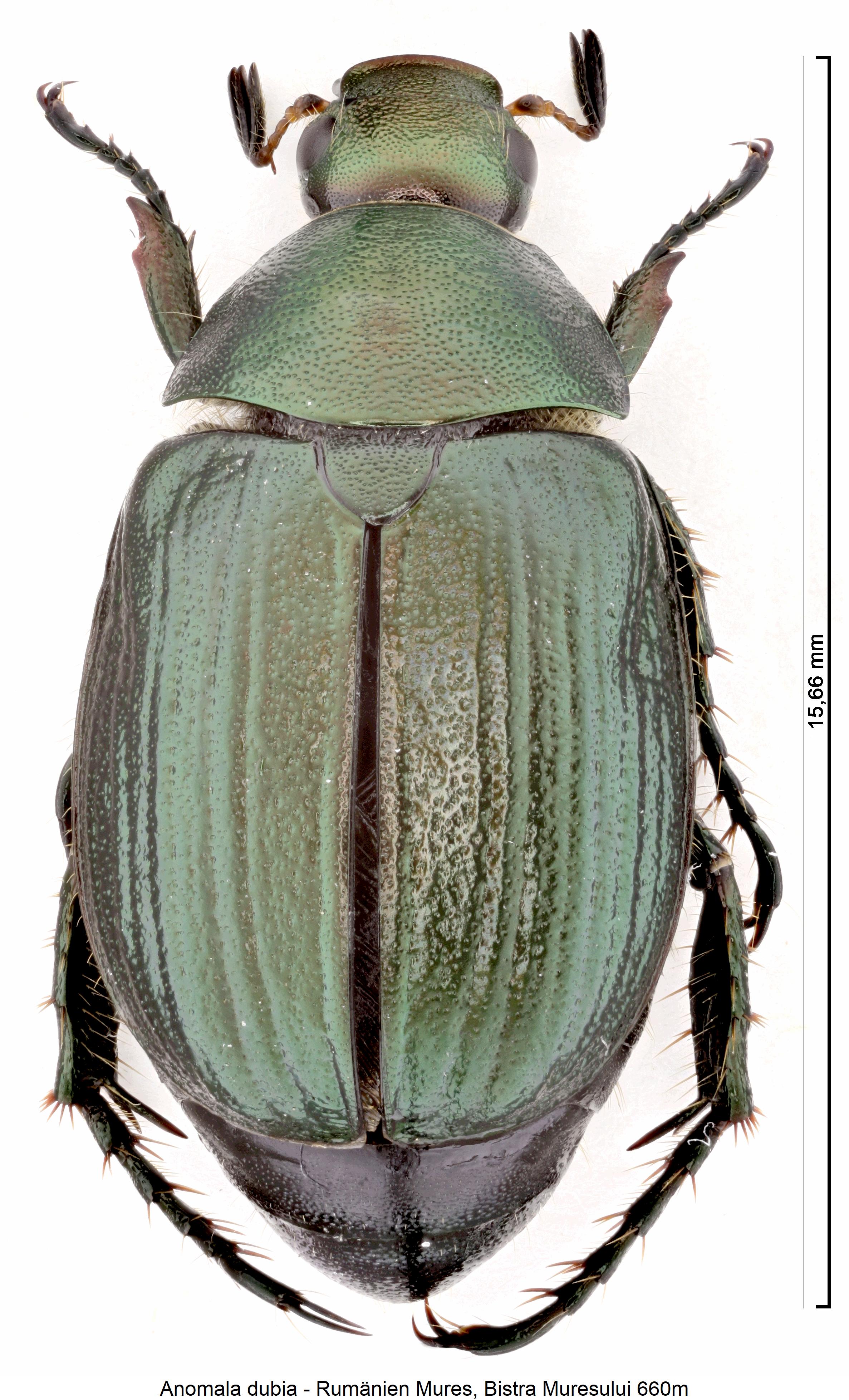 anomala_dubia_hab1.jpg