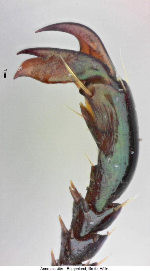 anomala_vitis_vtr.jpg
