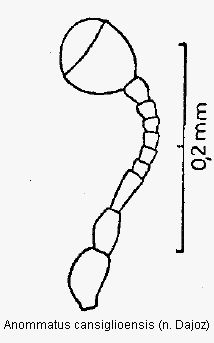 anommatus_cansiglioensis_f.gif