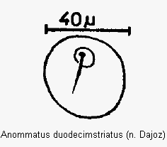 anommatus_duodecimstriatus_ms.gif