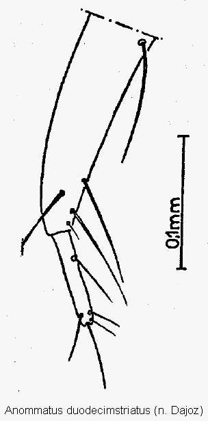 anommatus_duodecimstriatus_ovi.gif